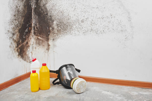 Best Fast Mold Removal  in Napa, CA