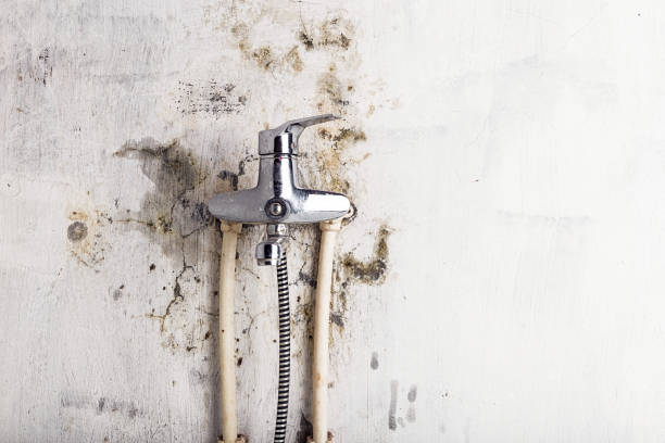 Best Professional Mold Removal  in Napa, CA