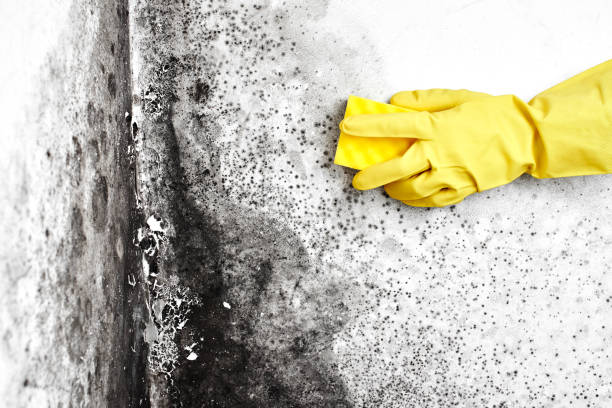 Best Affordable Mold Removal  in Napa, CA