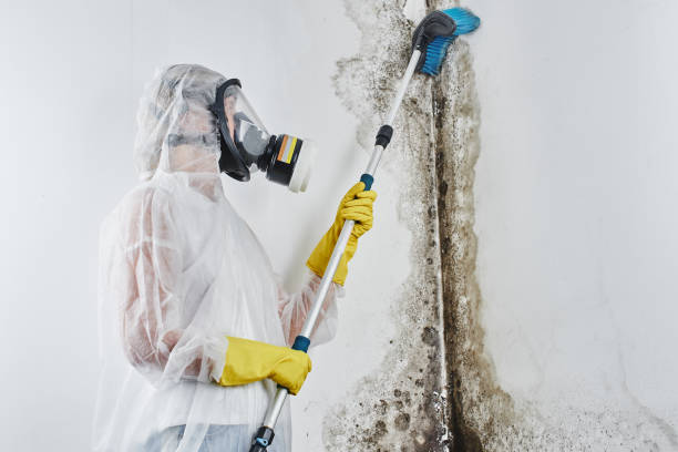 Professional Mold Removal in Napa, CA