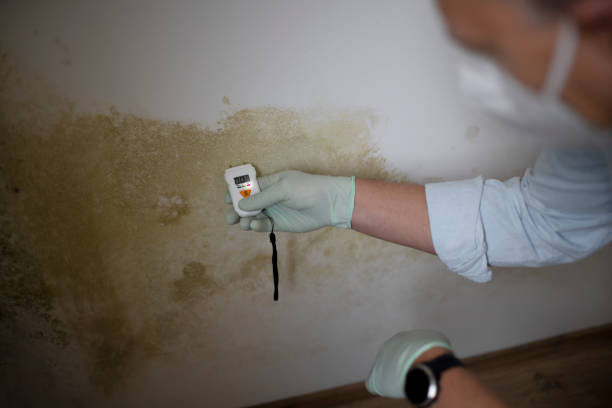 Best Mold Damage Repair  in Napa, CA