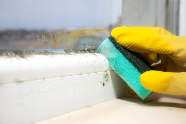 Best Mold Cleaning Services  in Napa, CA