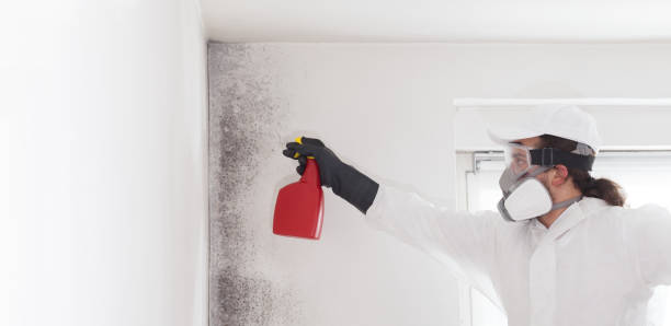 Best Mold Remediation  in Napa, CA
