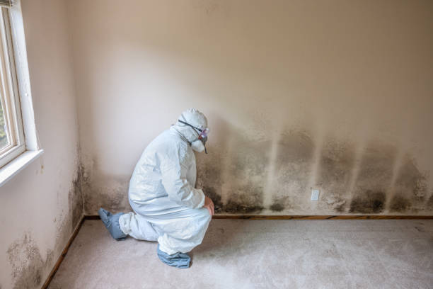 Best Mold Testing  in Napa, CA