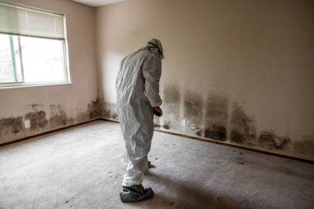 Best Home Mold Removal  in Napa, CA