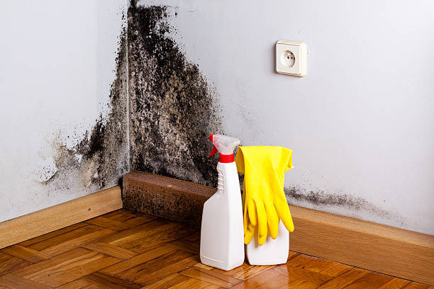 Best Office Mold Removal Services  in Napa, CA