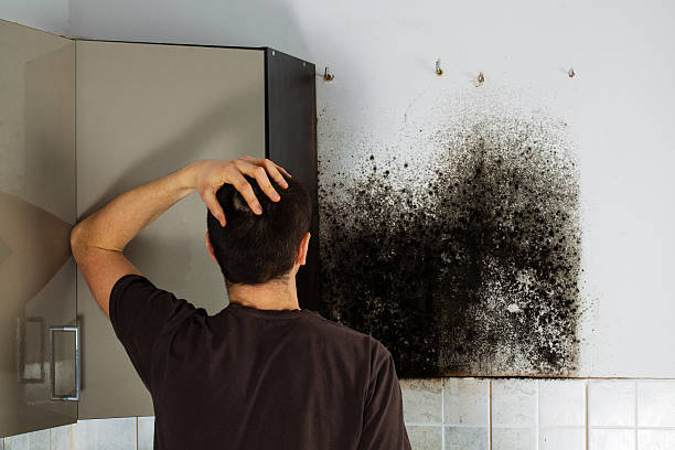 Napa, CA Mold Removal Company