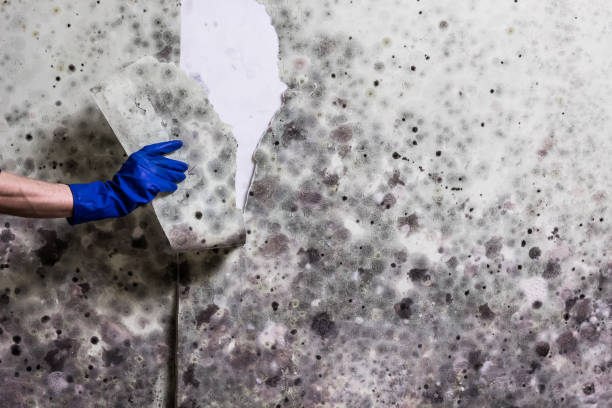 Best Commercial Mold Removal  in Napa, CA