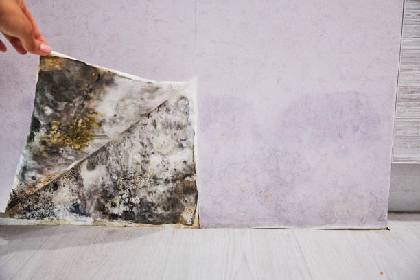 Best Local Mold Removal Service  in Napa, CA
